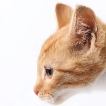 Dans l'oreille d'un chat